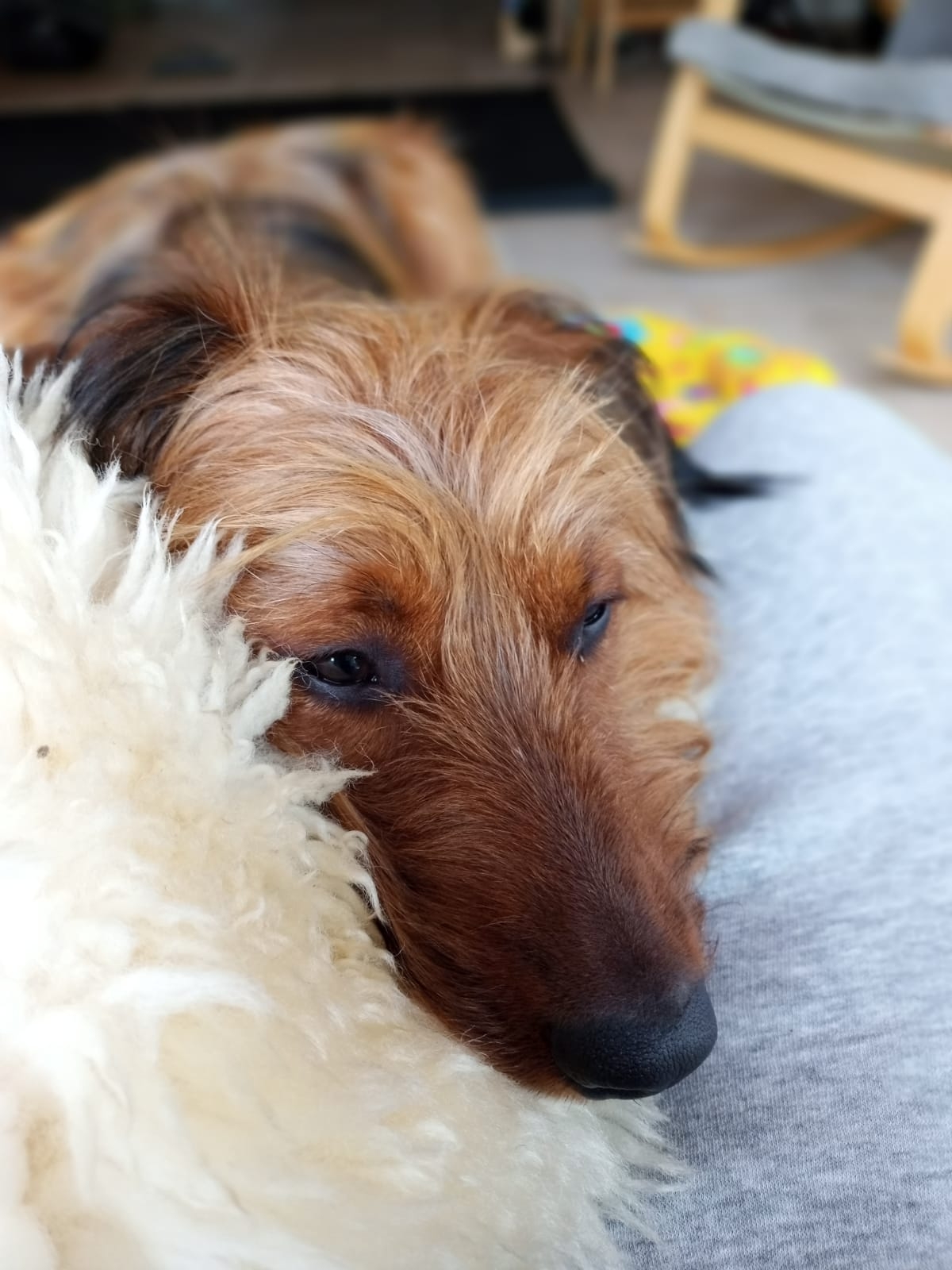 Wäller von der Straubenhalde